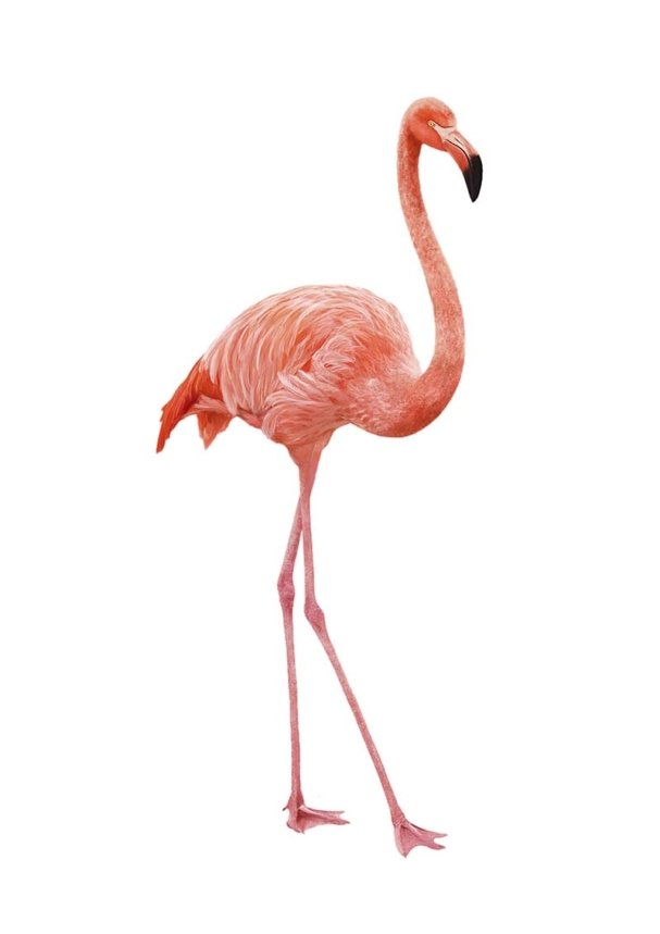 flamingo