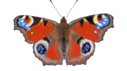 European Peacock Butterfly | Aglais io