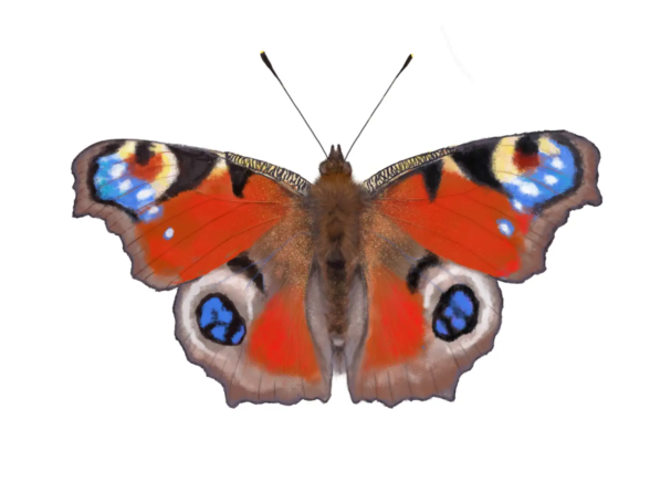 European Peacock Butterfly | Aglais io