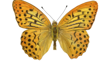 Cardinal Butterfly | Argynnis pandora