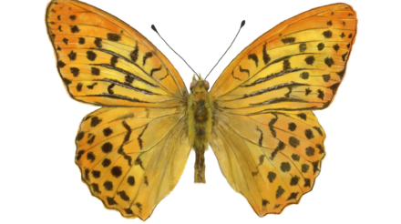 Cardinal Butterfly | Argynnis pandora