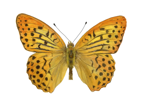 Cardinal Butterfly | Argynnis pandora