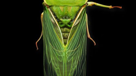 cicada