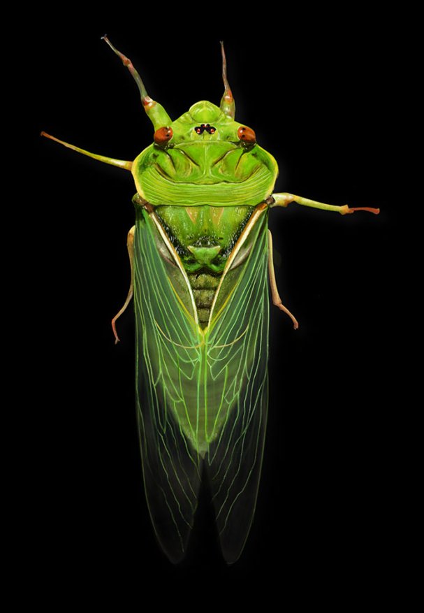 cicada