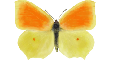 Cleopatra Butterfly | Gonepteryx cleopatra