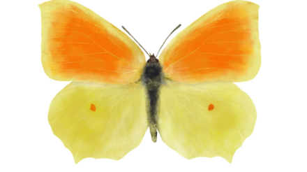 Cleopatra Butterfly | Gonepteryx cleopatra