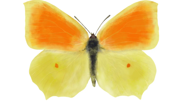 Cleopatra Butterfly | Gonepteryx cleopatra