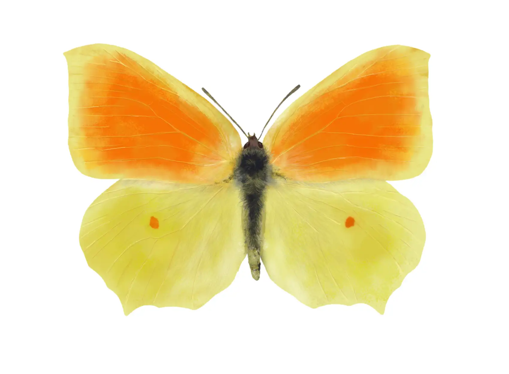 Cleopatra Butterfly | Gonepteryx cleopatra