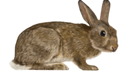 europea-rabbit