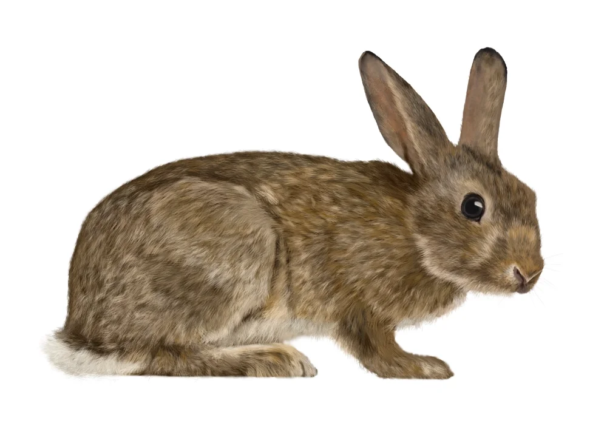europea-rabbit