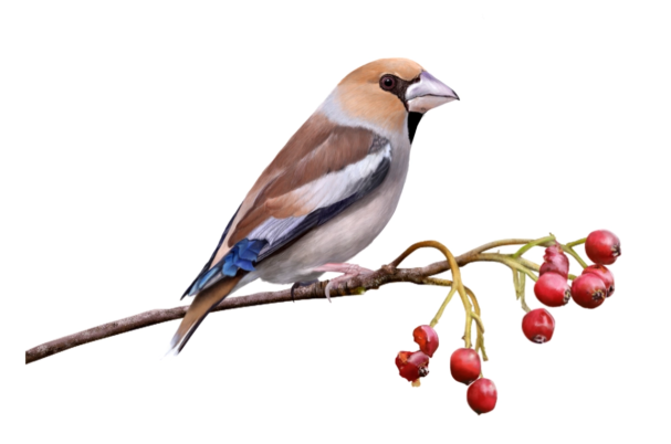 hawfinch