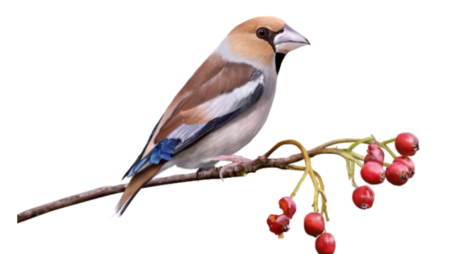 hawfinch