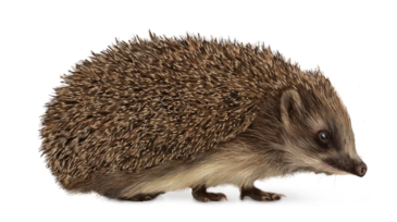 hedgehog