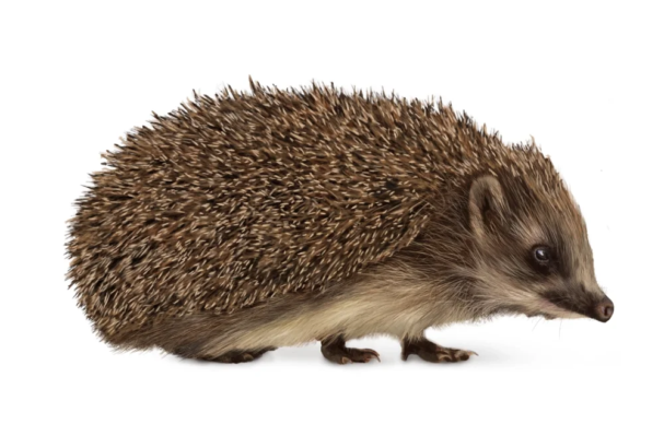 hedgehog