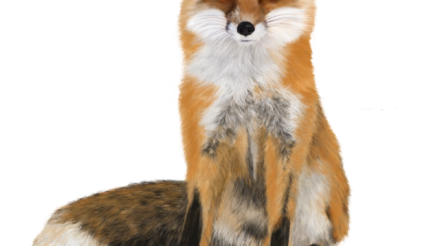 redfox