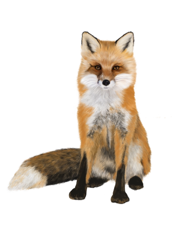redfox