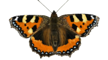 Small Tortoiseshell Butterfly | Aglais urticae