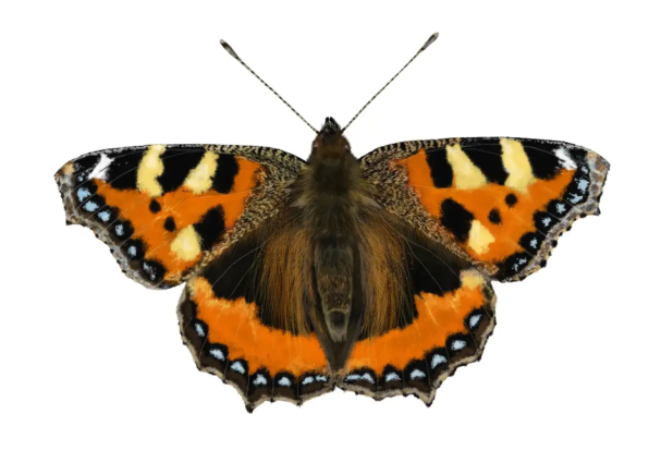 Small Tortoiseshell Butterfly | Aglais urticae