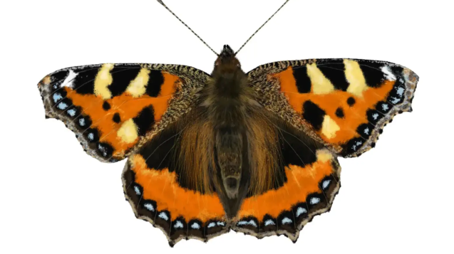 Small Tortoiseshell Butterfly | Aglais urticae
