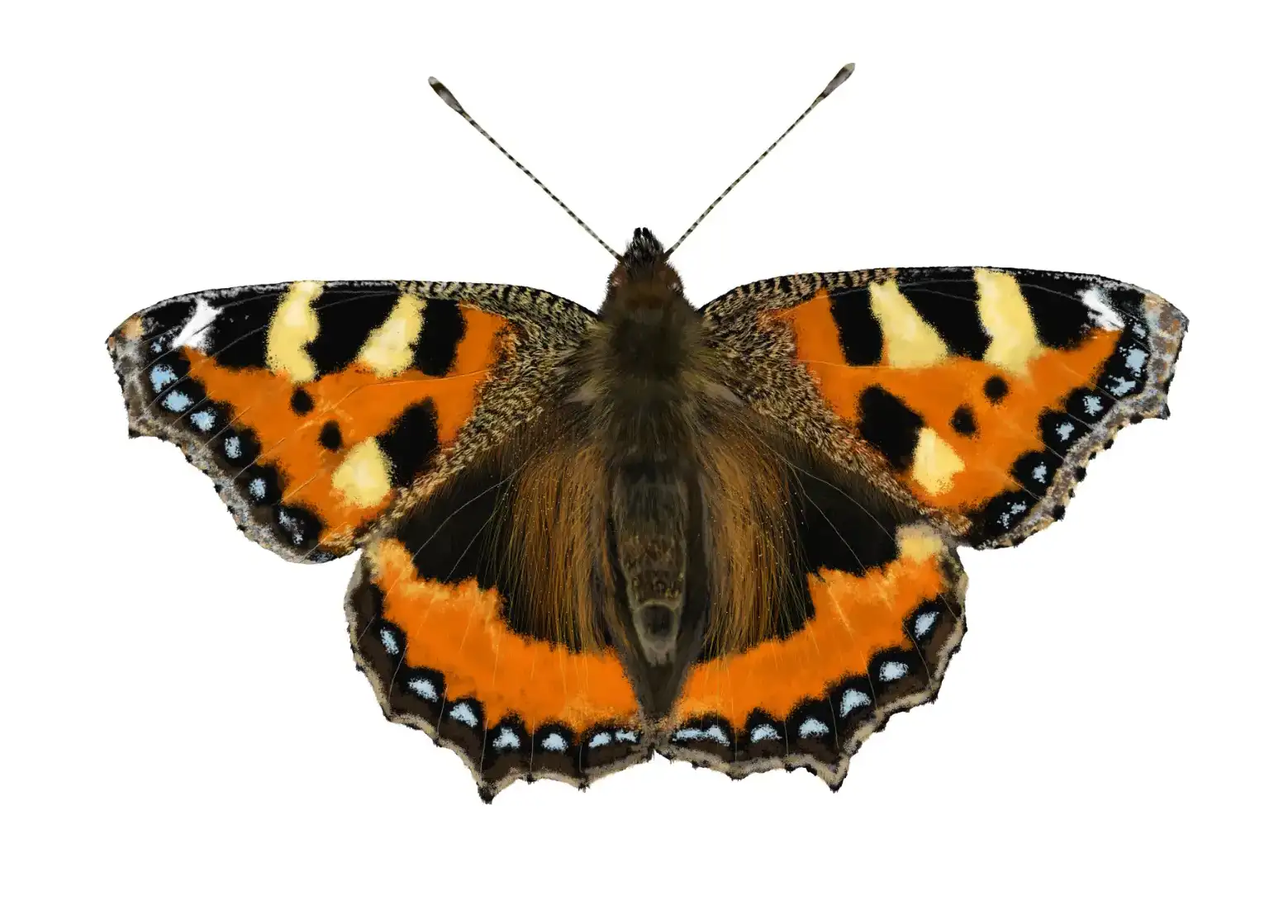 Small Tortoiseshell Butterfly | Aglais urticae