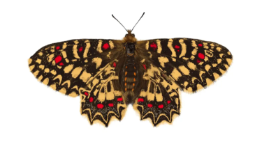 Spanish Festoon Butterfly | Zerynthia rumina