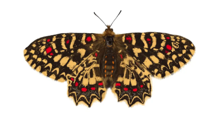 Spanish Festoon Butterfly | Zerynthia rumina