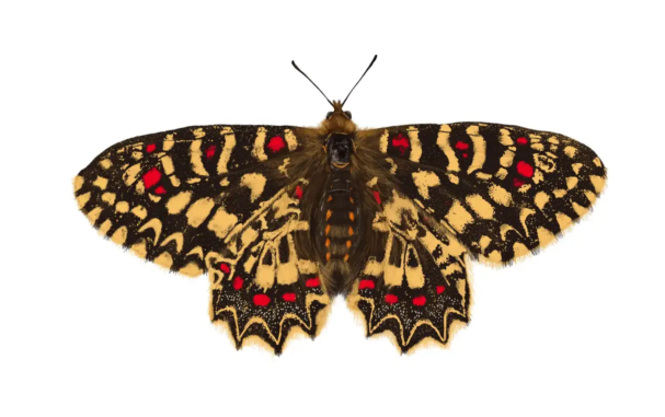 Spanish Festoon Butterfly | Zerynthia rumina
