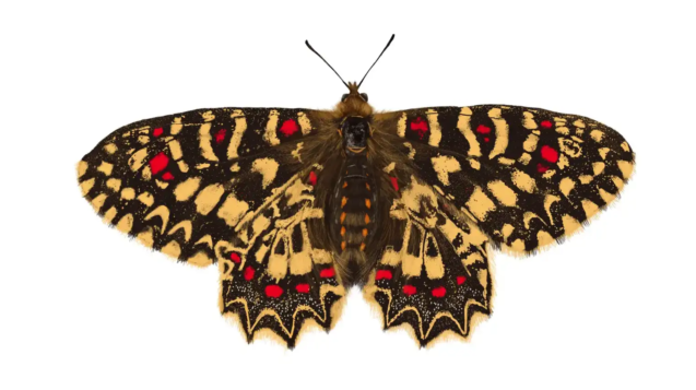 Spanish Festoon Butterfly | Zerynthia rumina