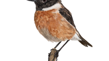 stonechat