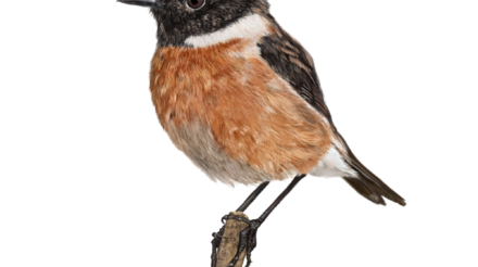 stonechat