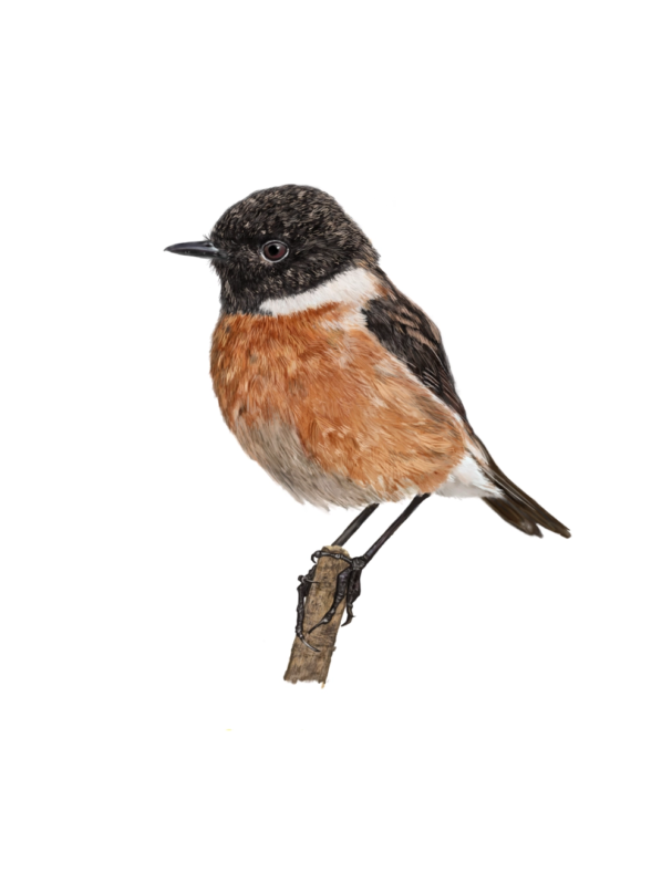 stonechat