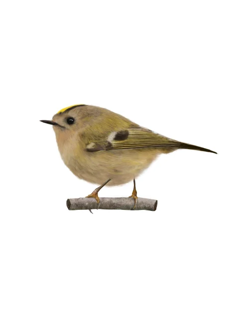 GOLDCREST-test