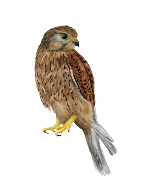 common-kestral-test